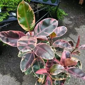 4" Ficus Rubber Ruby Red
