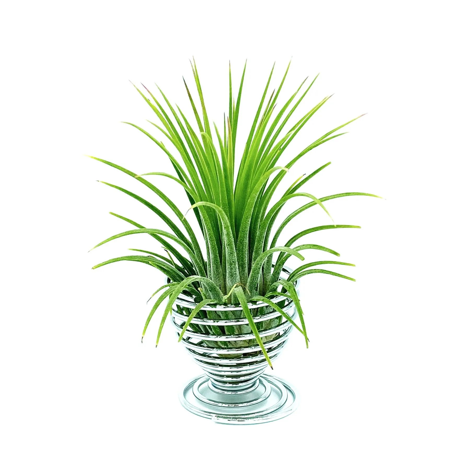 Spiral Air Plant Holder   Plant