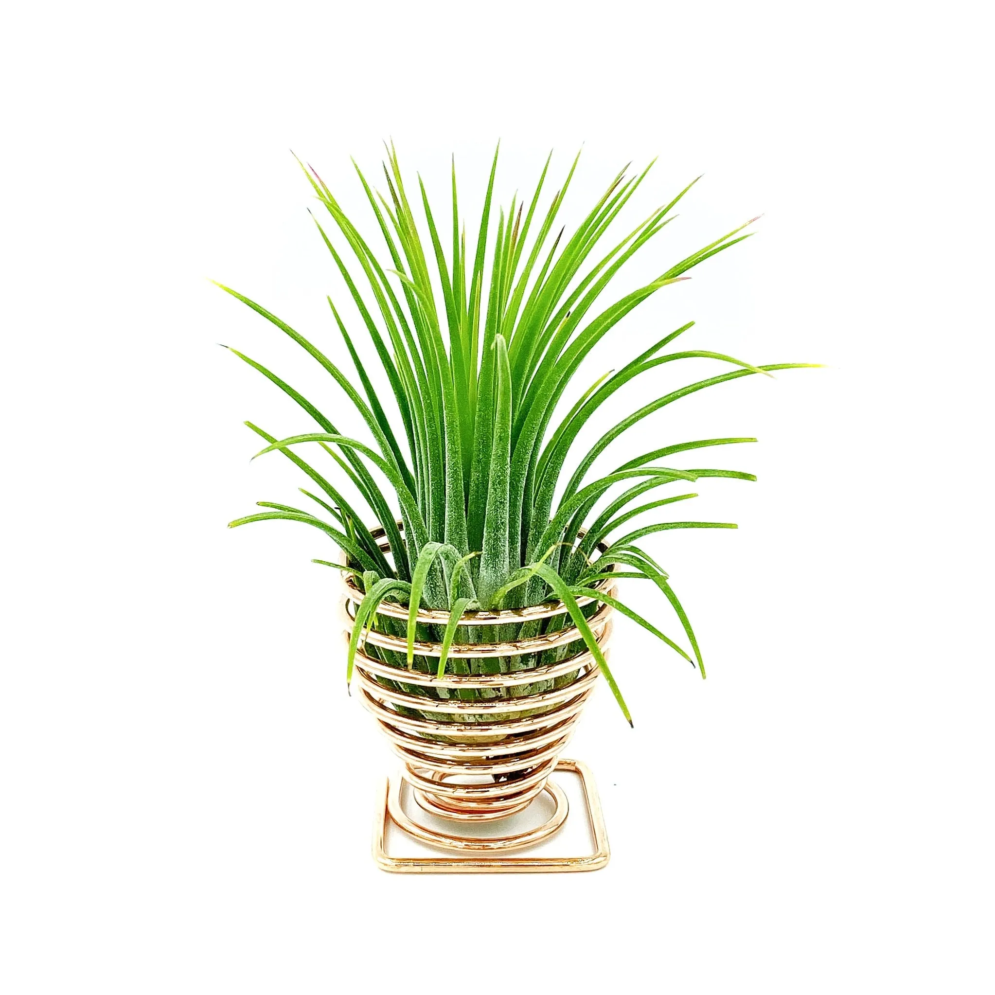 Spiral Air Plant Holder   Plant