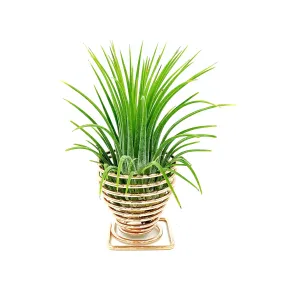 Spiral Air Plant Holder   Plant